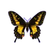 yellow butterfly flapping wings