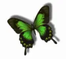 color changing butterfly