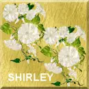 Shirley