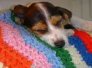 my puppy