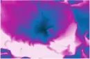 Background Pansy Flower Invert