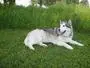 Alaskan Malamute