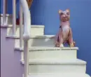 Robot Chicken - Cats Are Jerks