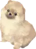 Winking Doggy