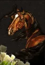 A mare