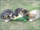 Dogs vs Gator