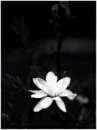 flower in darkness