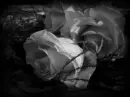 dark flowers