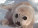 Fur Seal