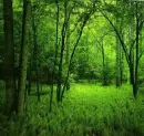 Green nature