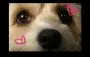 puppy love