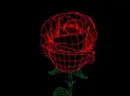 rosez