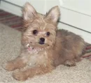 Cute puppy!