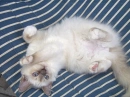 Birman cat