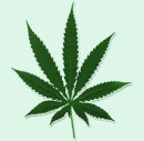 cannabis