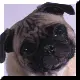 Pug