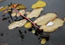 leaf in water