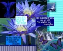 Metamorphisis by Hillary Duff