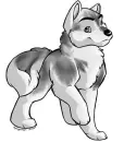 cute husky