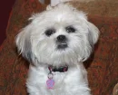 My puppyy