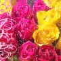 rain on roses