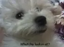 cute puppy