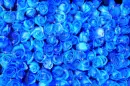 Blue Roses