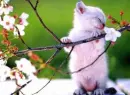 Kitten hanging from a limb.
