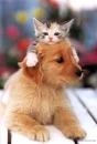 a cat and a dog