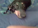 Doggy