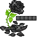 Black Rose