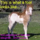 Foal