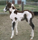 Foal