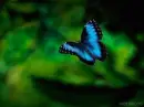 Flying Blue Butterfly
