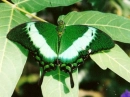 Green Butterfly