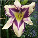 Exotic Flower
