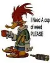woodpecker