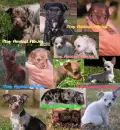 stop animal abuse