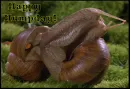 snails