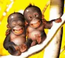 animals here...!!!