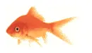 goldfish