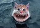 JAWS 3 KITTYS UNLEASHED