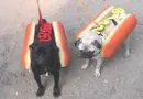 weenie dogs