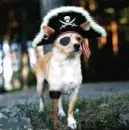 pirate dog