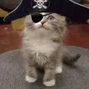 Arrg Kitty