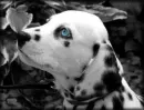 Dalmatian 