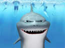 shark