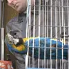 EX Parrot!!!