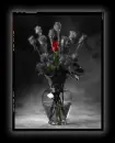 Black dead Roses