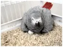 Tito